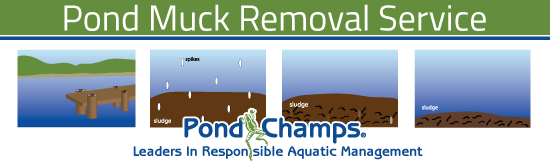 Pond-Muck-Infographic